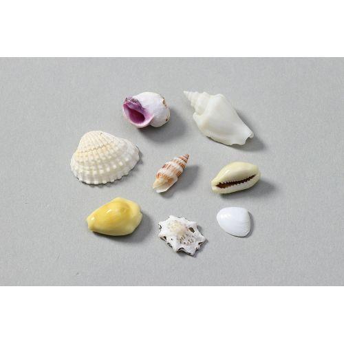 アーテック ミックスシェル10g 小袋入り 47582 [美術][高校][中学][学校][ワークショップ][DIY][クラフト][工芸][貝][装飾][飾り]