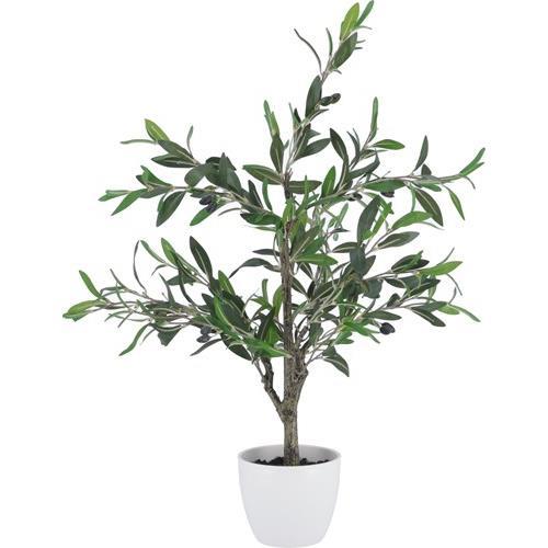 不二貿易  【完成品】観葉植物 オリーブ ３１２ 52689【代引・日時指定・キャンセル不可・北海道沖縄離島配送不可】