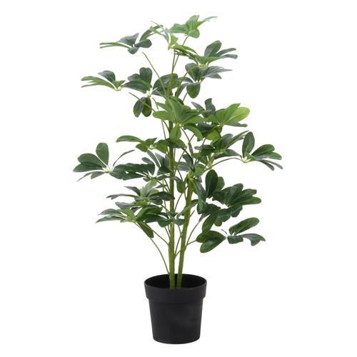 不二貿易 【完成品】観葉植物 ヤドリフカノキ 216 52693【代引・日時指定・キャンセル不可・北海道沖縄離島配送不可】