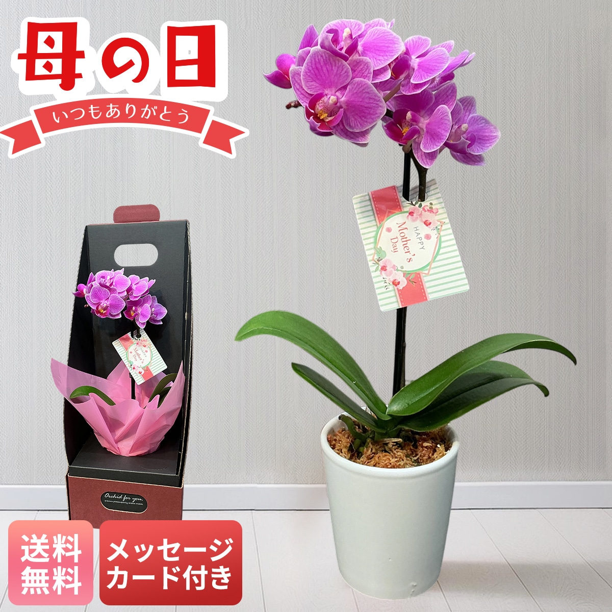 母の日 マイルアップ ギフト プレゼント 贈り物 2026 送料無料 MIX マイクロ胡蝶蘭 MC-M【GF】