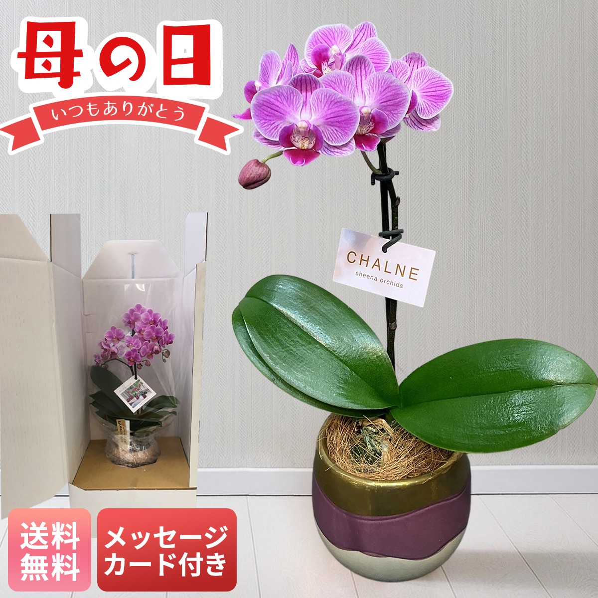 母の日 マイルアップ ギフト プレゼント 贈り物 2026 送料無料マイクロ胡蝶蘭 シャルネ鉢 MC-SY【GF】