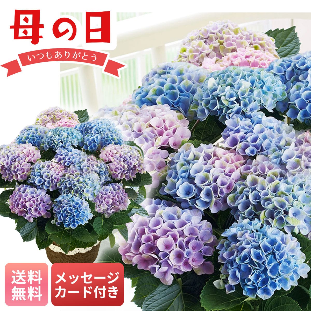母の日 マイルアップ ギフト プレゼント 贈り物 2026 送料無料アジサイ(マジカルレボリューション) MS37-3A 【GF】