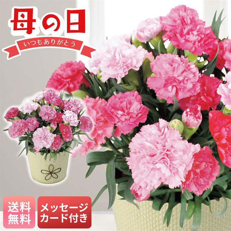 母の日 早割 ギフト プレゼント 贈り物 2026 送料無料カーネーション（ホットハート）MA37-3【GF】