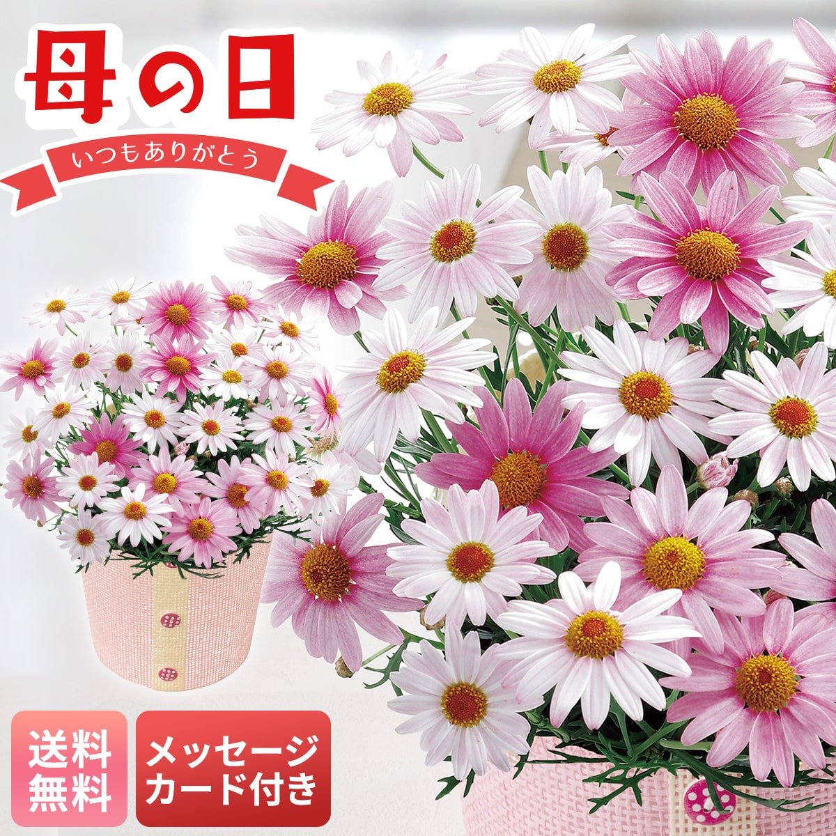母の日 早割 ギフト プレゼント 贈り物 2026 送料無料マーガレット（さくらべーる）MR37-11【GF】