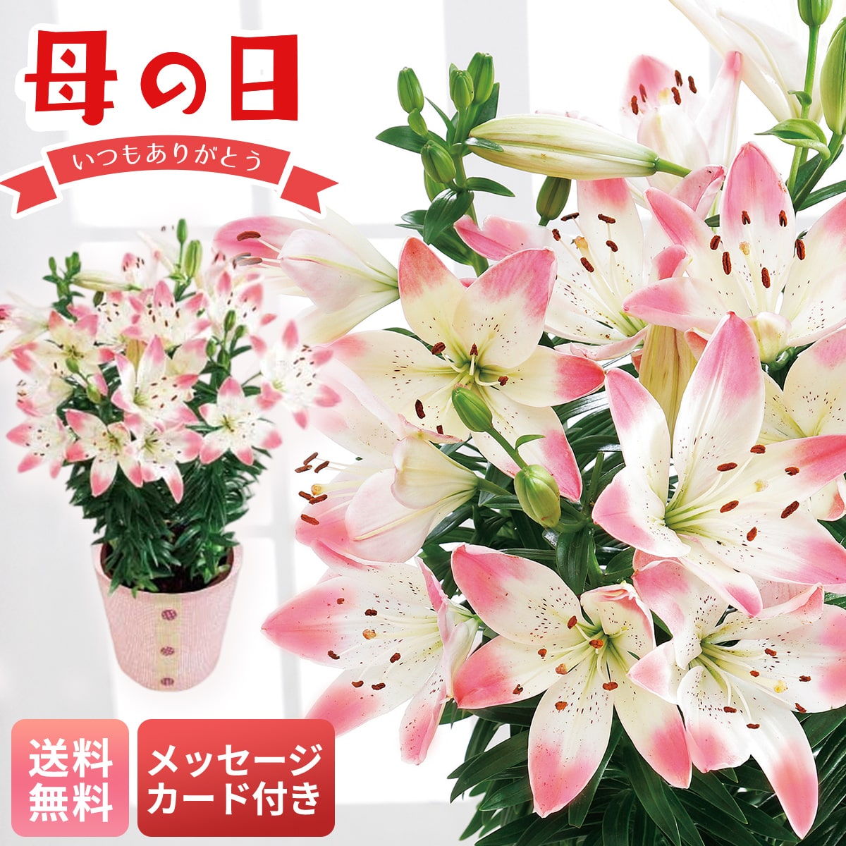 母の日 早割 ギフト プレゼント 贈り物 2026 送料無料ユリ（シュガーラブ）MR37-7【GF】
