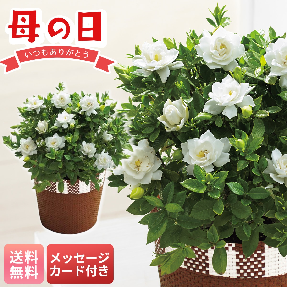 母の日 早割 ギフト プレゼント 贈り物 2026 送料無料ガーデニアMR37-8【GF】