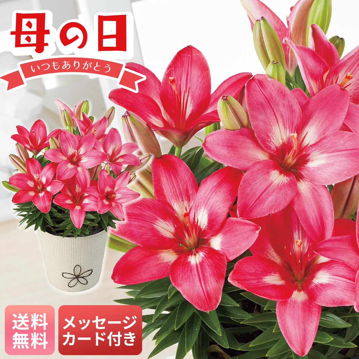 母の日 早割 ギフト プレゼント 贈り物 2026 送料無料ユリ（ロザリン）MS37-10【GF】