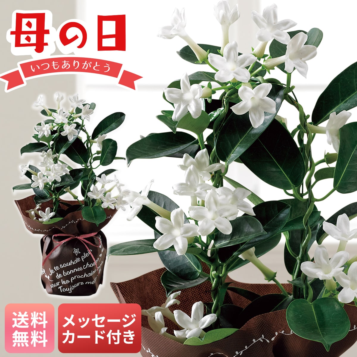 母の日 早割 ギフト プレゼント 贈り物 2026 送料無料マダガスカルジャスミンMU37-10【GF】