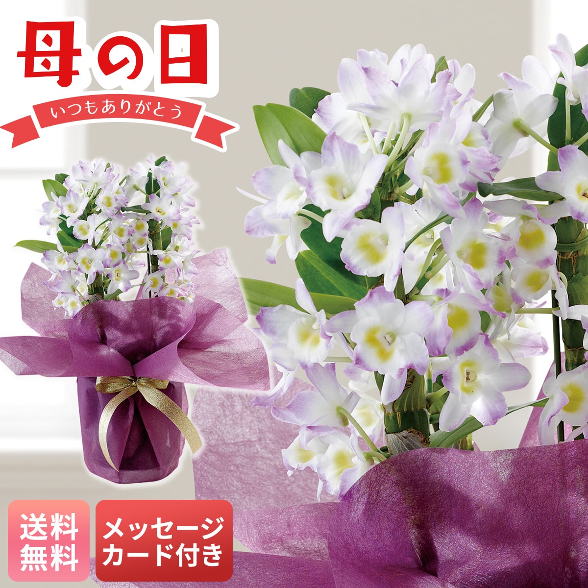 母の日 早割 ギフト プレゼント 贈り物 2026 送料無料デンドロビウム 桃系MU37-13【GF】