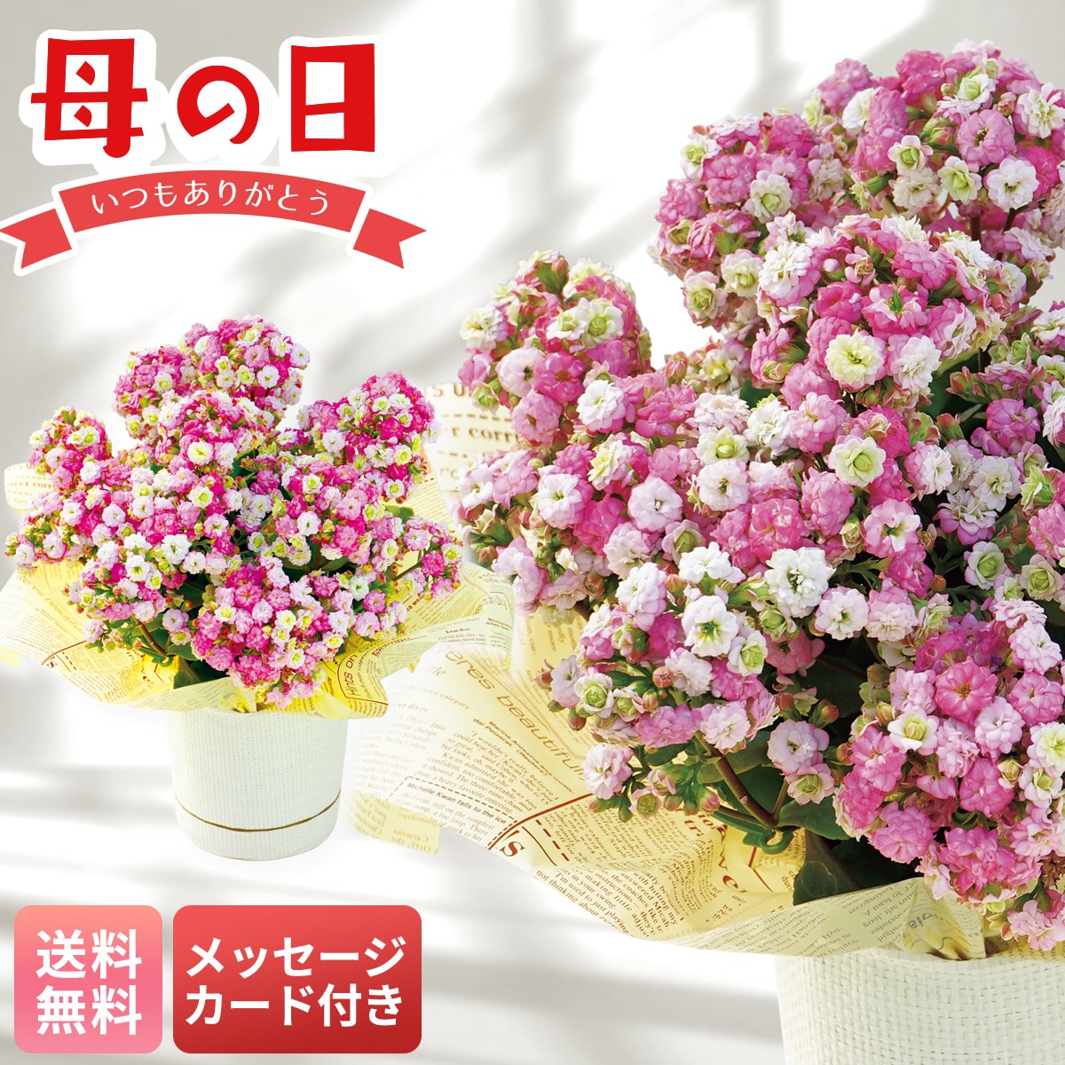 母の日 早割 ギフト プレゼント 贈り物 2026 送料無料カランコエ（メイリーブーケ）MA38-4【GF】