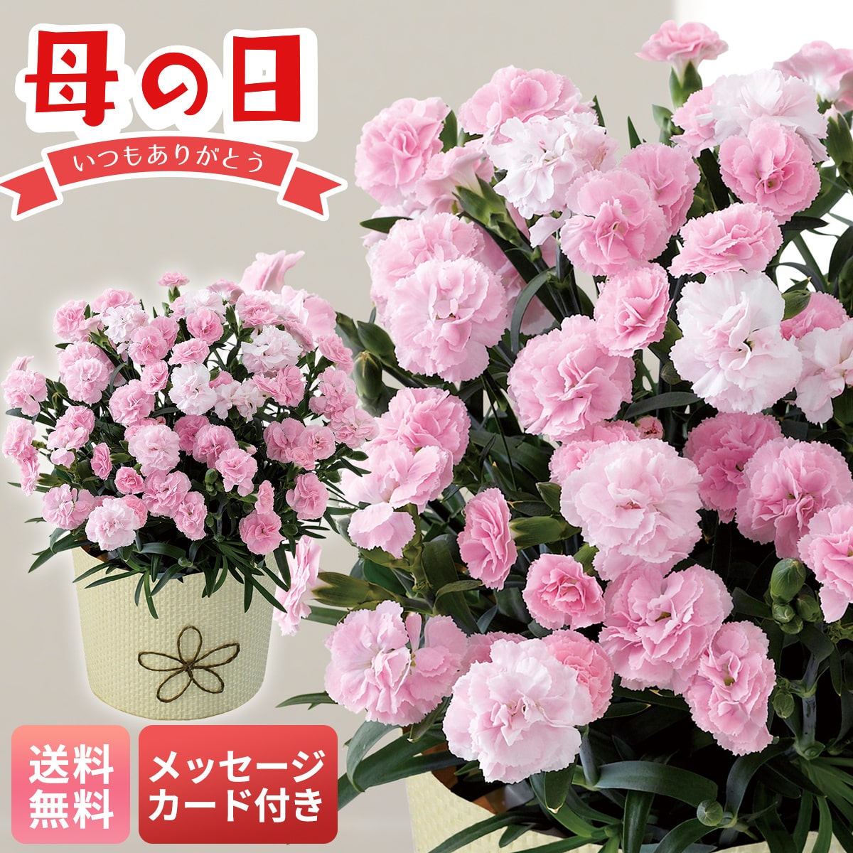 母の日 早割 ギフト プレゼント 贈り物 2026 送料無料カーネーション（バンビーノ）MC37-7【GF】
