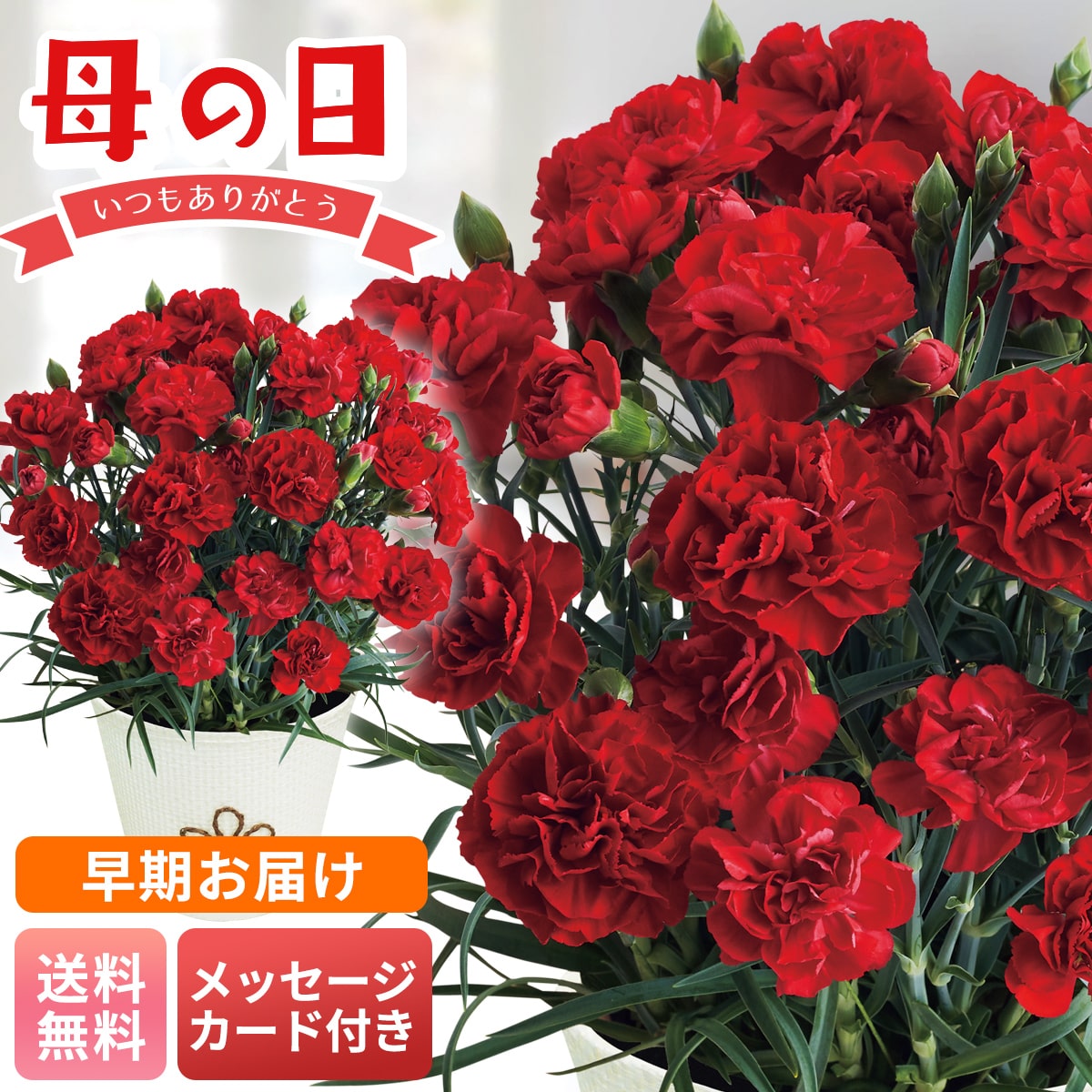 早期お届け 母の日 早割 ギフト プレゼント 贈り物 2026 送料無料カーネーション（感謝の気持ち）MC37-1【GF】