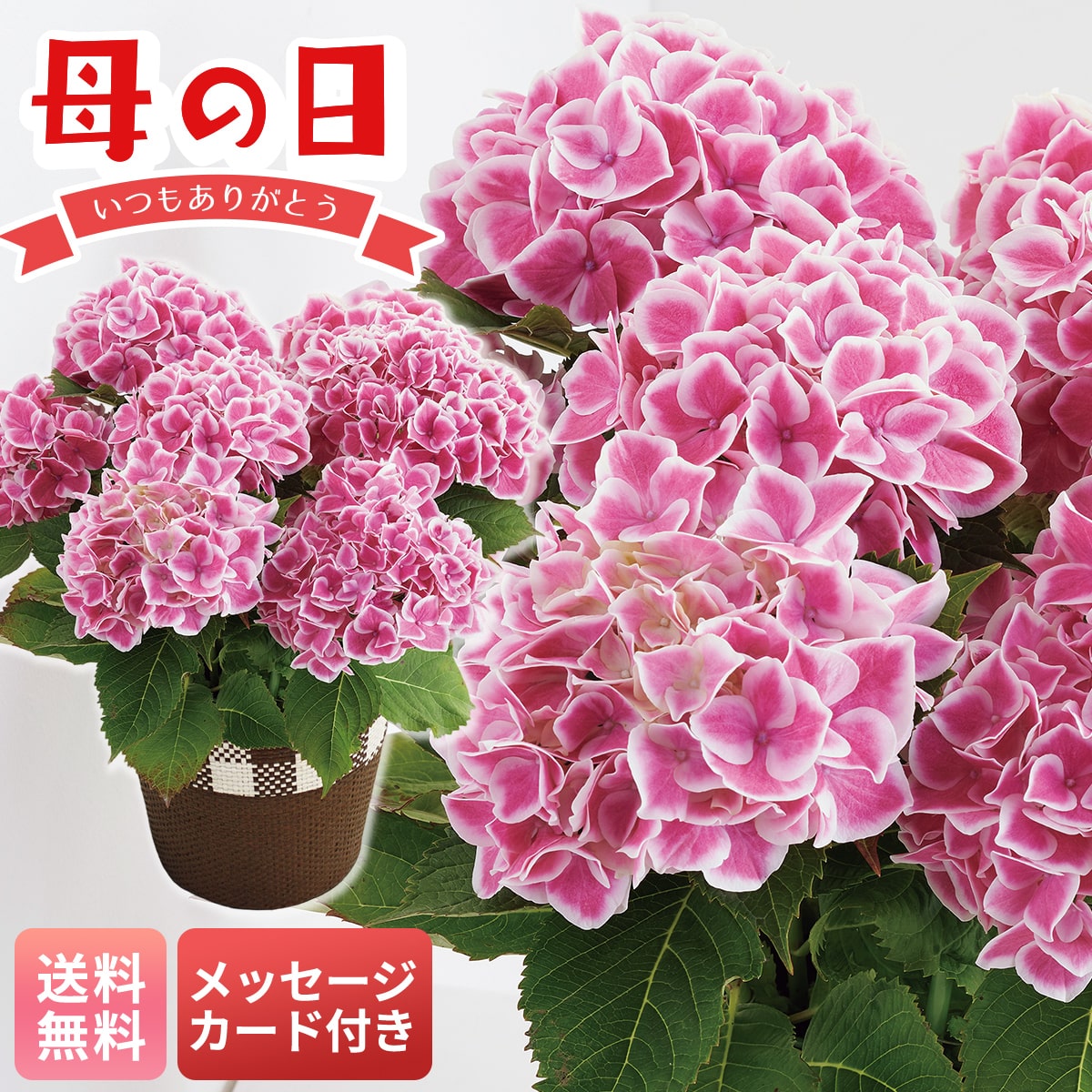 母の日 早割 ギフト プレゼント 贈り物 2026 送料無料アジサイ（ファーストレディ）MC37-6【GF】