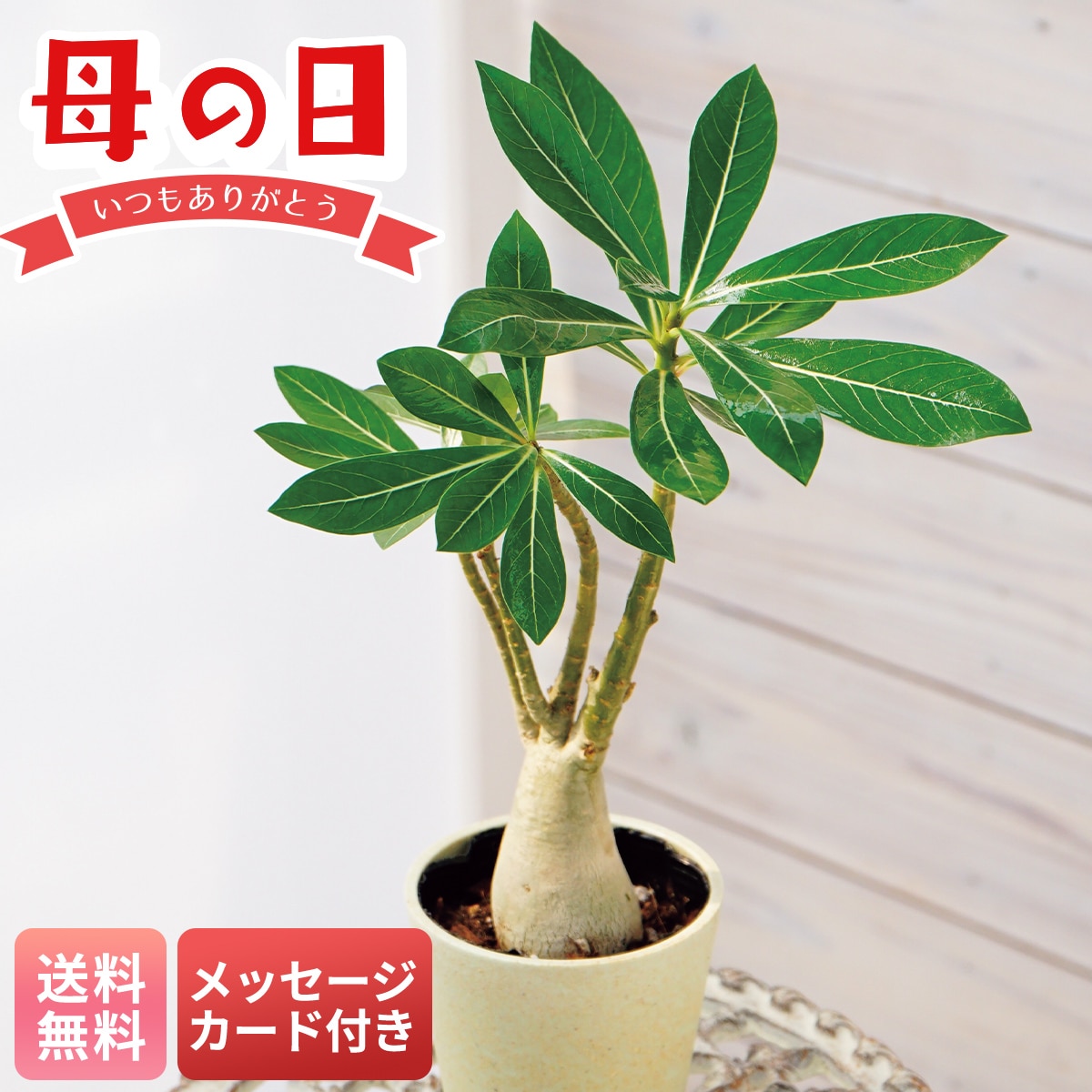 母の日 早割 ギフト プレゼント 贈り物 2026 送料無料アデニウムMCA37-1【GF】