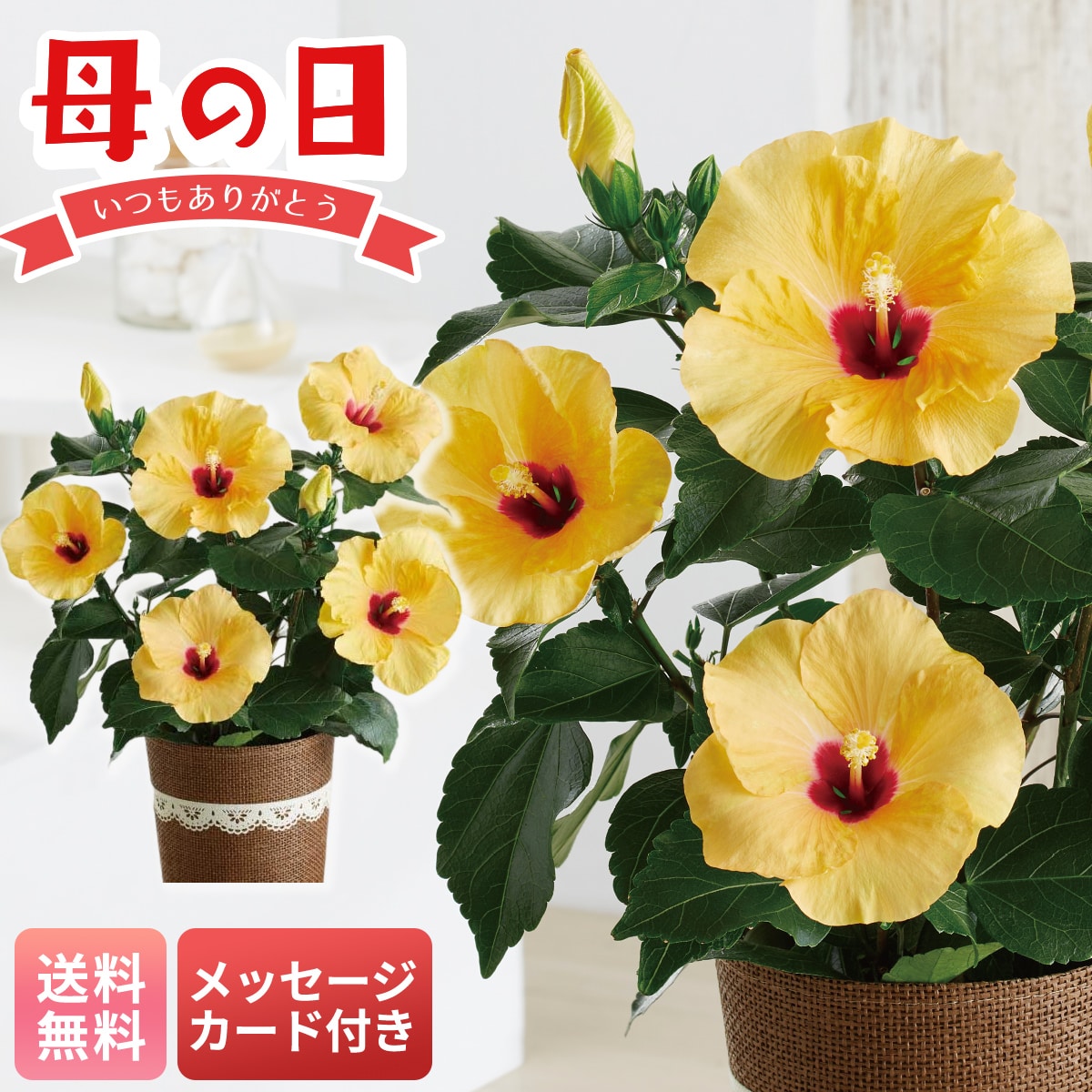 母の日 早割 ギフト プレゼント 贈り物 2026 送料無料ハイビスカス（アドニスイエロー）MA37-2C【GF】