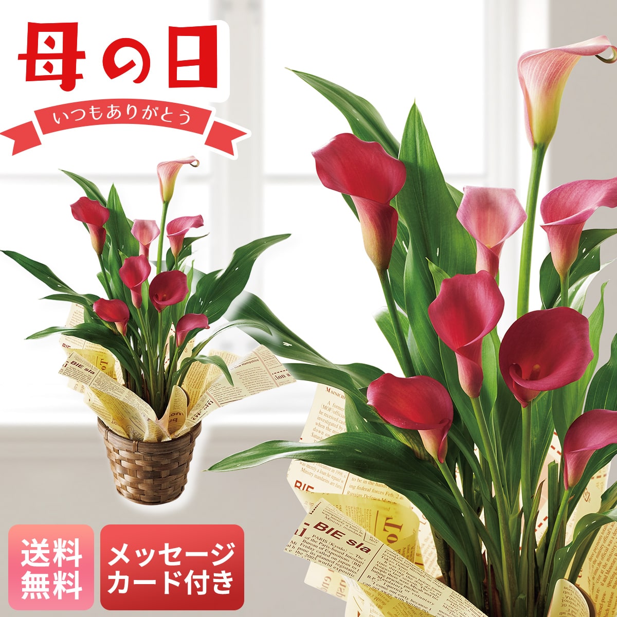 母の日 早割 ギフト プレゼント 贈り物 2026 送料無料カラー（チェリーソルベ）MY37-32C【GF】