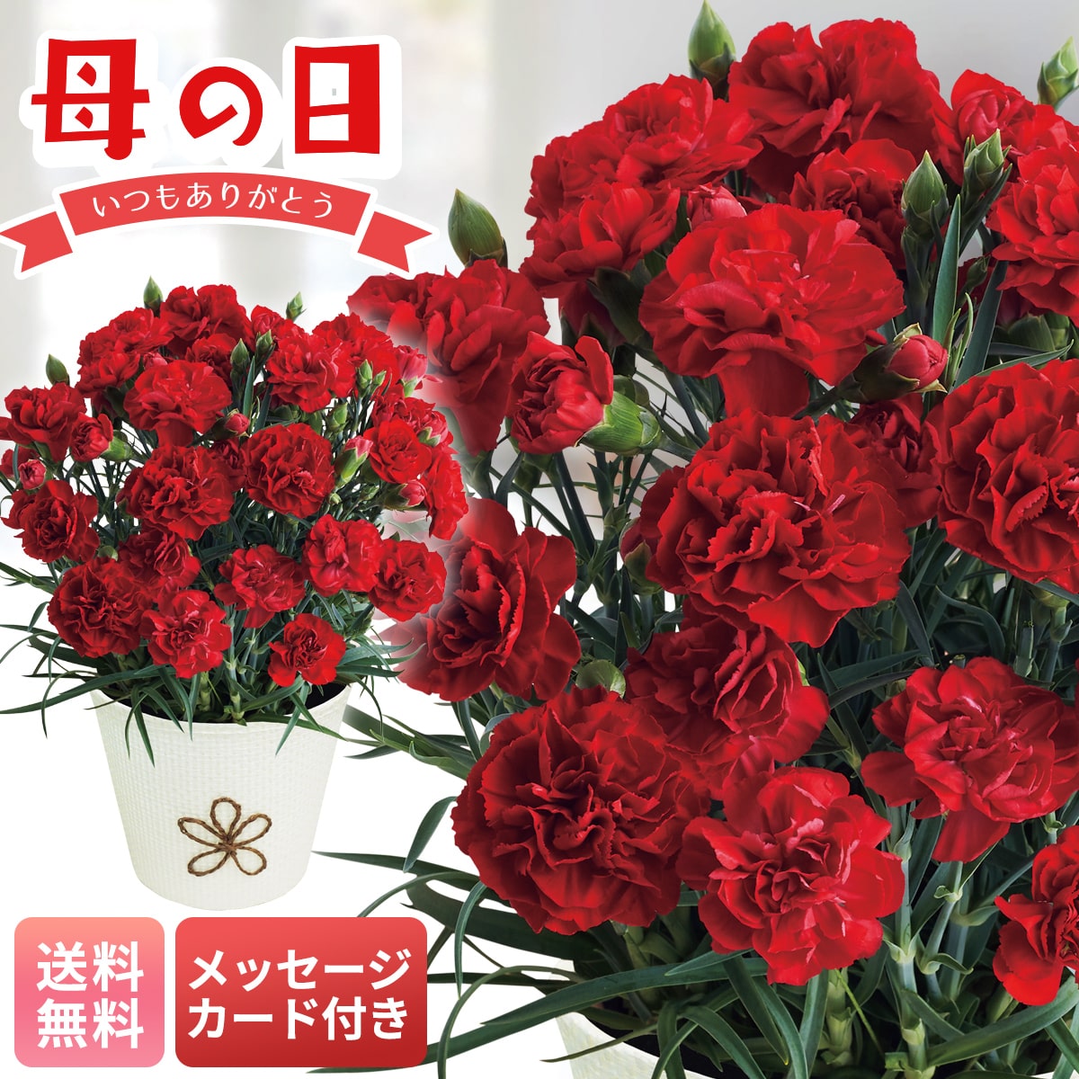 母の日 早割 ギフト プレゼント 贈り物 2026 送料無料カーネーション（感謝の気持ち）MC37-1【GF】