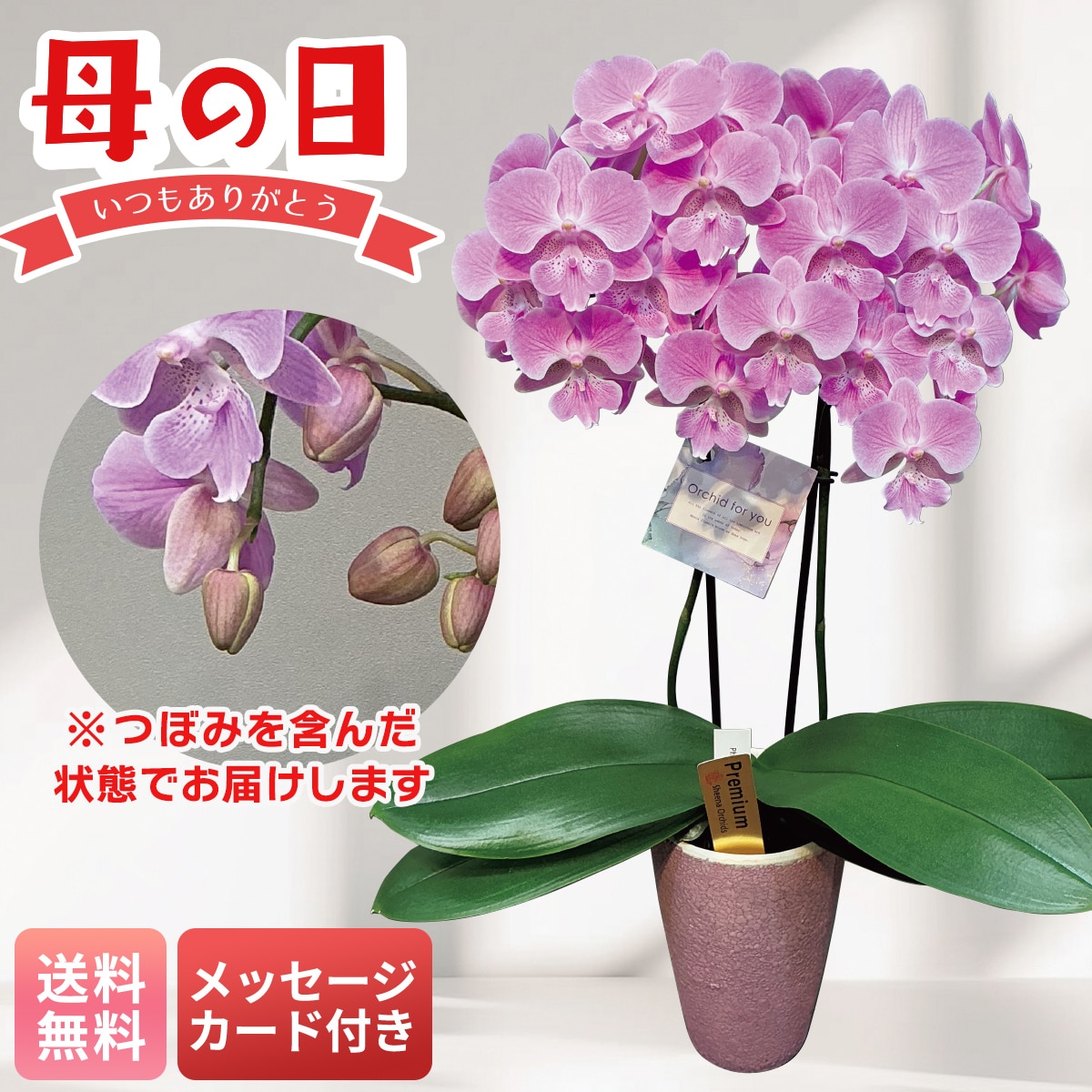 母の日 早割 ギフト プレゼント 贈り物 2026 送料無料胡蝶蘭（ビックリップキティ）MC37-5【GF】