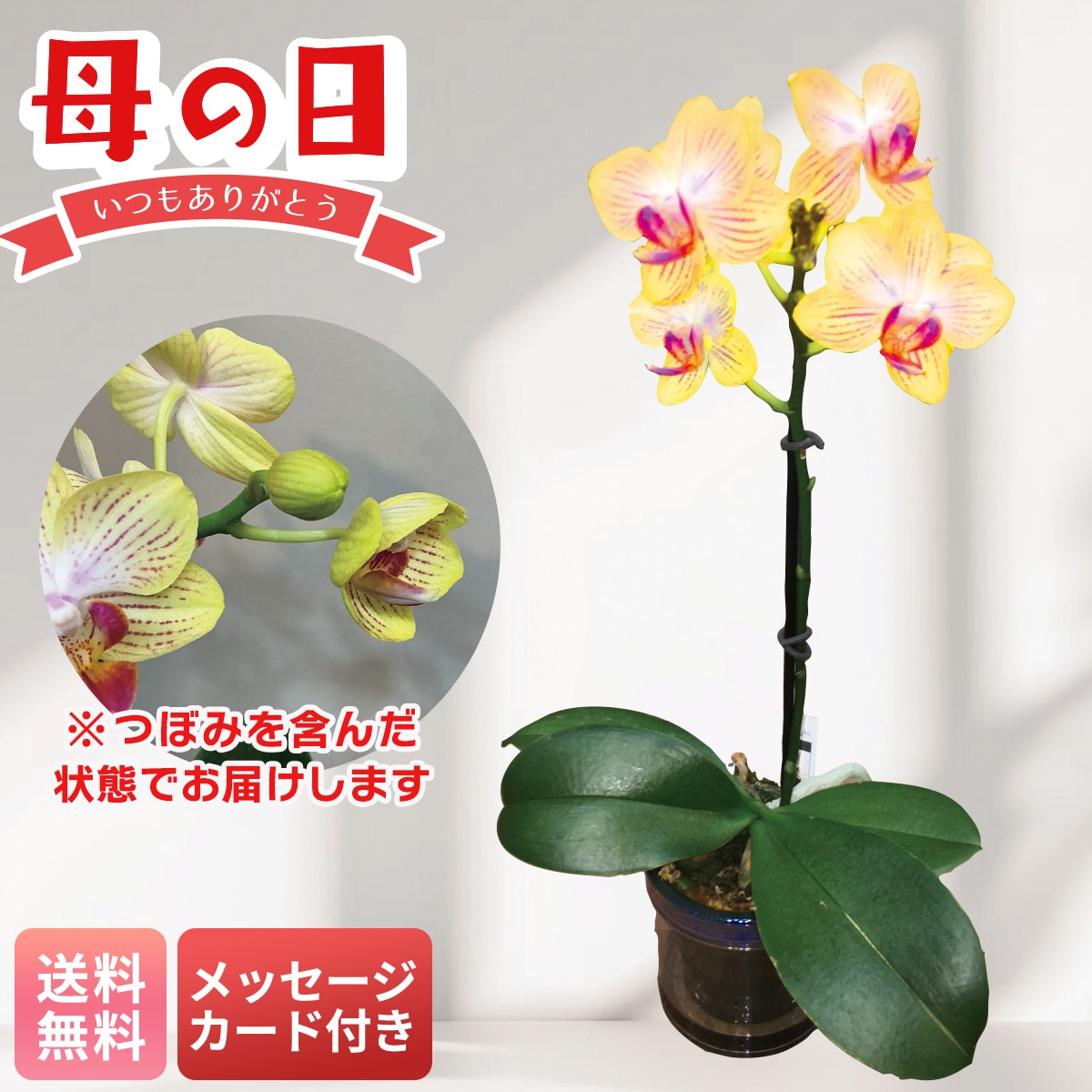 母の日 早割 ギフト プレゼント 贈り物 2026 送料無料マイクロ胡蝶蘭（ゴールドベイビー）MC37-3【GF】