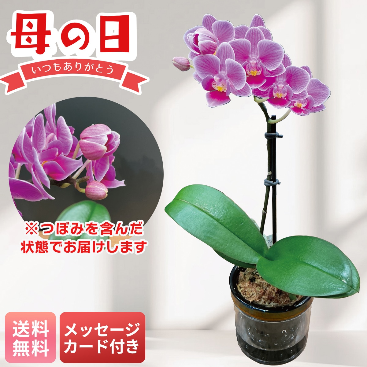 母の日 早割 ギフト プレゼント 贈り物 2026 送料無料マイクロ胡蝶蘭（ピコ）MC37-4【GF】