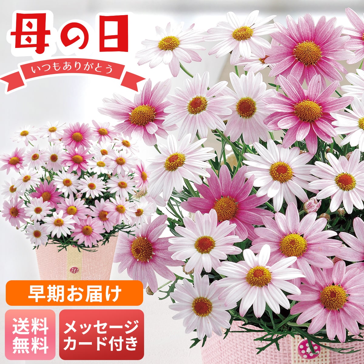 早期お届け 母の日 早割 ギフト プレゼント 贈り物 2026 送料無料マーガレット（さくらべーる）MR37-11【GF】