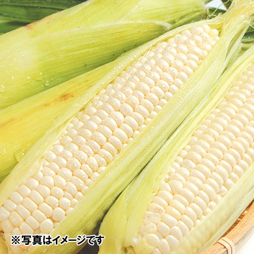 ＜北海道産＞白いとうもろこし 2.7kg 9本【受注締め切り日：2026/8/20】