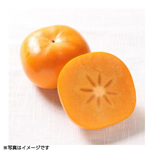 【福岡県産】＜いのうえ農園作＞　完熟柿「秋王」優品化粧箱6～8玉　約1.8kg【受注締め切り日：2026/11/14】