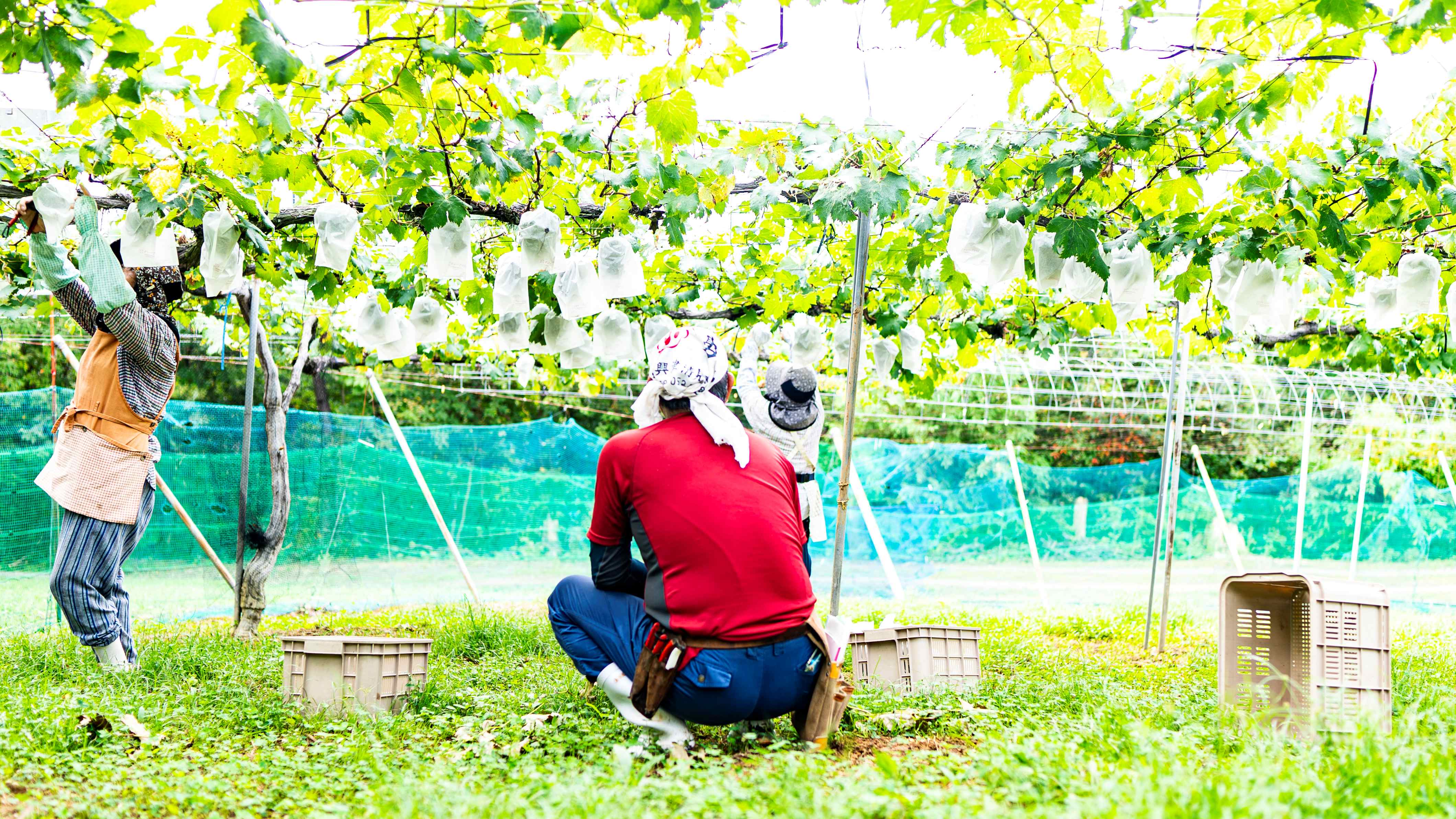 農園作業風景