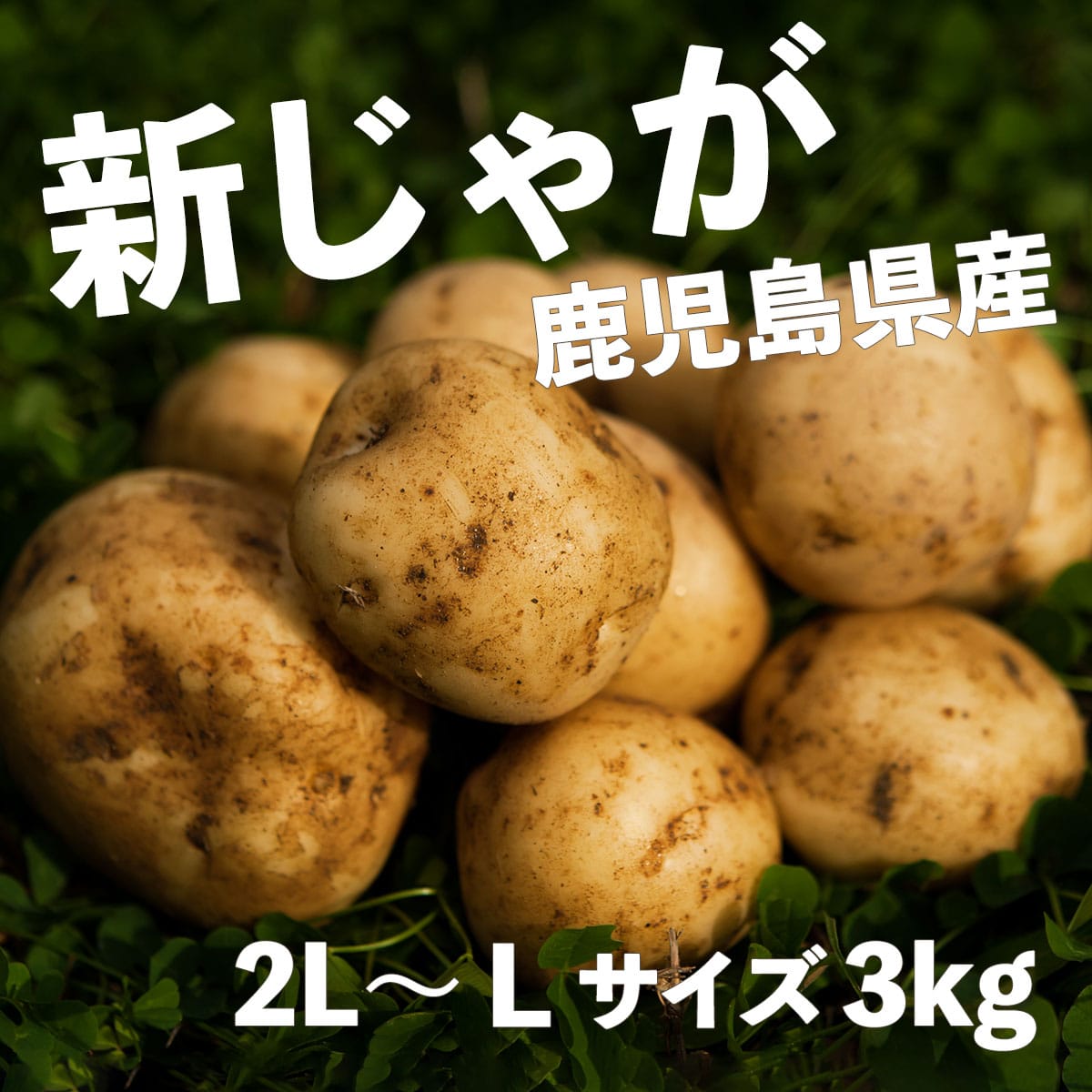 長崎県産 新じゃがいも 10キロ - 野菜