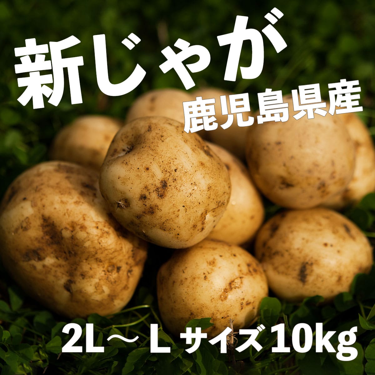 鹿児島産の新じゃがいも10kg程度 - 野菜