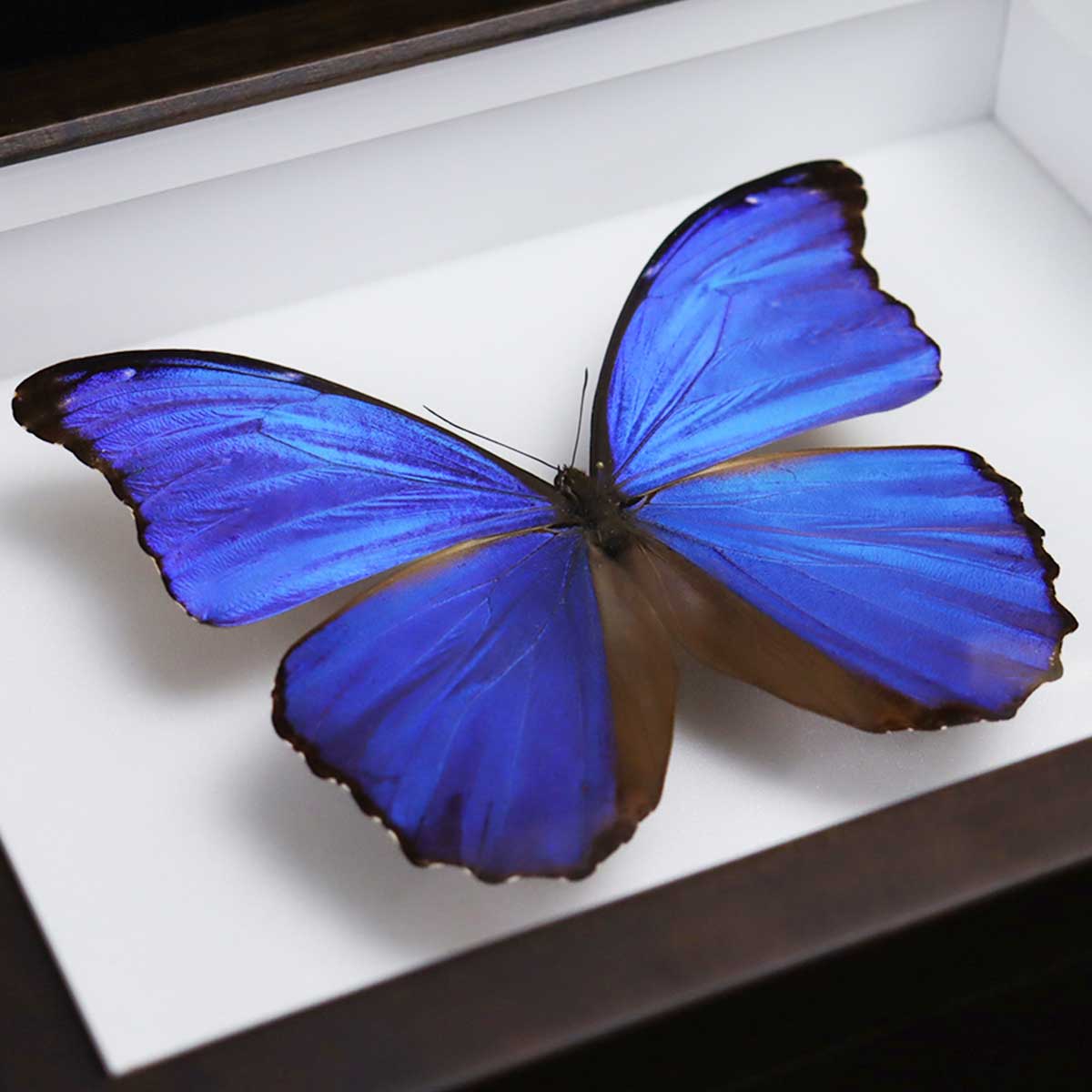 昆虫標本箱（ドイツ箱）昭和55年からの実績　ドイツ箱モルフォ蝶1頭入れ