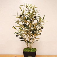 購入された方からは驚きの声が　2万点以上の販売実績！　マスコミ取材も多数！　「光触媒　観葉植物　フェイクグリーン・オリーブ」　岩や・高知県