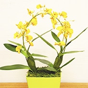 「造花は安っぽい」「買った事がない」という方へ2万点以上の販売実績！「光触媒　フェイクフラワーオンシジューム」　　岩や・高知県