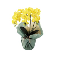 SC触媒加工 ミニ胡蝶蘭三本立ち（アーティフィシャルフラワー） イエロー minipo-ye【北海道・沖縄県・離島 配送不可】