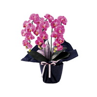 SC触媒加工 ミニ胡蝶蘭三本立ち（アーティフィシャルフラワー） ダークラベンダー minipo-dl【北海道・沖縄県・離島 配送不可】