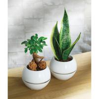 ガジュマル シーサー 丸鉢５号鉢