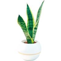 サンセベリア 丸鉢５号鉢