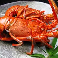 天然 伊勢海老 活〆 ボイル冷凍 〔約250g×2尾〕 伊勢エビ【沖縄県・離島 配送不可】