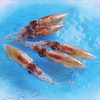 お刺身用ほたるいか 〔生冷ほたるいか12尾×2〕 ほたるいか 冷凍 富山 鈴香食品