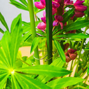 カトピンお試しセット（園芸止め具＋支柱のセット）　小木曽精工株式会社　長野県