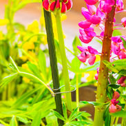 ワンタッチ野菜園芸支え止め具　小木曽精工株式会社　長野県