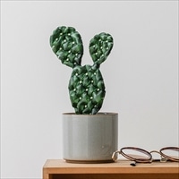 QooSo Plants バルーン クウキウチワサボテン〔バルーン、専用ポンプ ほか全7点〕風船 インテリア ポスト投函便