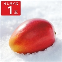 北海道 おとふけ産 マンゴー 白銀の太陽 4Lサイズ ギフト〔約510~649g〕フルーツ 希少
