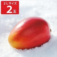 北海道 おとふけ産 マンゴー 白銀の太陽 2Lサイズ ギフト〔約350~449g×2〕フルーツ 希少