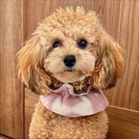 エフズウィッシュ テラペット ネックウォーマー〔小型犬用/中型犬用〕ペットウエア 防寒 ポスト投函便