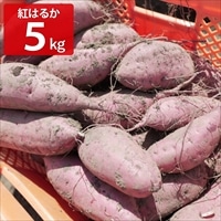 芋匠南橋 さつまいも 紅はるか Lサイズ〔5kg〕サツマイモ 国産