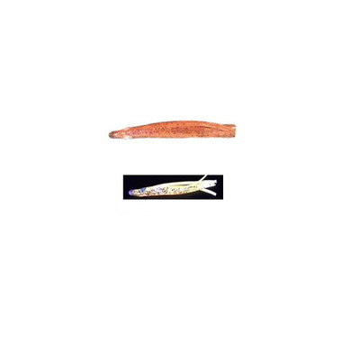 ヤマシタ パニックベイト メバル 1.5 MB06 GOS