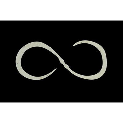 ジャッカル ビンビン玉T+ネクタイ カーリー シラスクリアー タイラバ 鯛ラバ