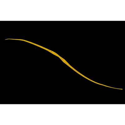 ジャッカル ビンビン玉T+ネクタイ セミカーリー エビオレンジ タイラバ 鯛ラバ