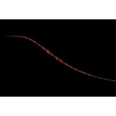 ジャッカル ビンビン玉T+ネクタイ セミカーリー シマシマレッド タイラバ 鯛ラバ